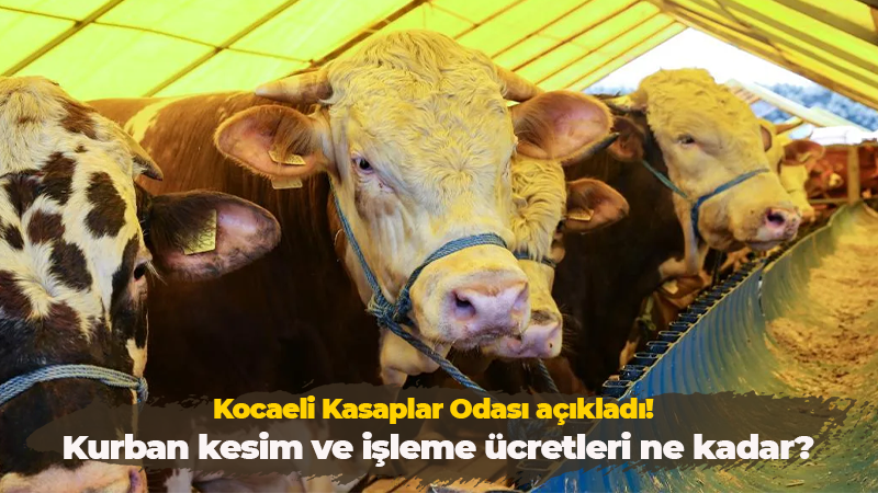 Kurban Bayramı yaklaşırken Kocaeli