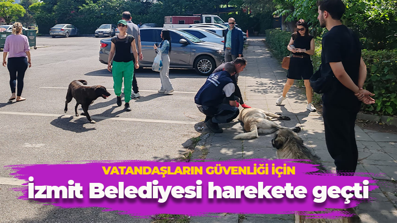 İzmit Belediyesi Yahya Kaptan’daki köpekler için harekete geçti!