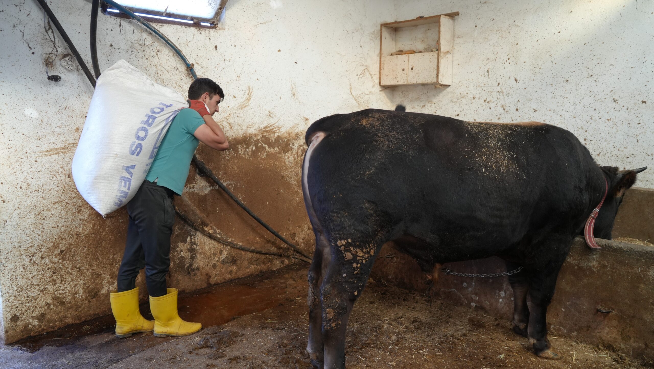 Besici Keleş, hayvanlarına keman çalıyor - Resim : 3