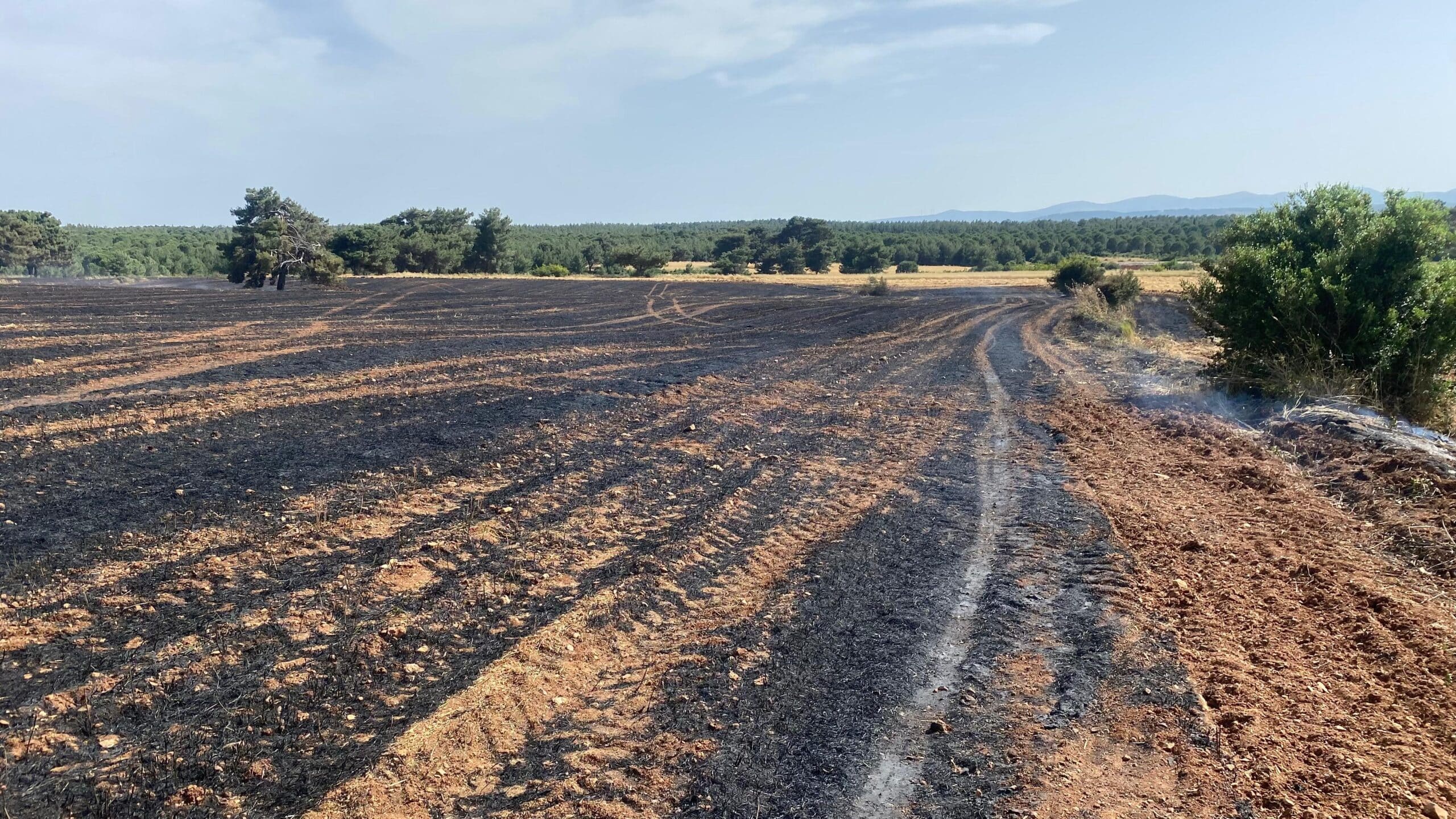 Çanakkale'de feci orman yangını: Hasar çok büyük! - Resim : 1