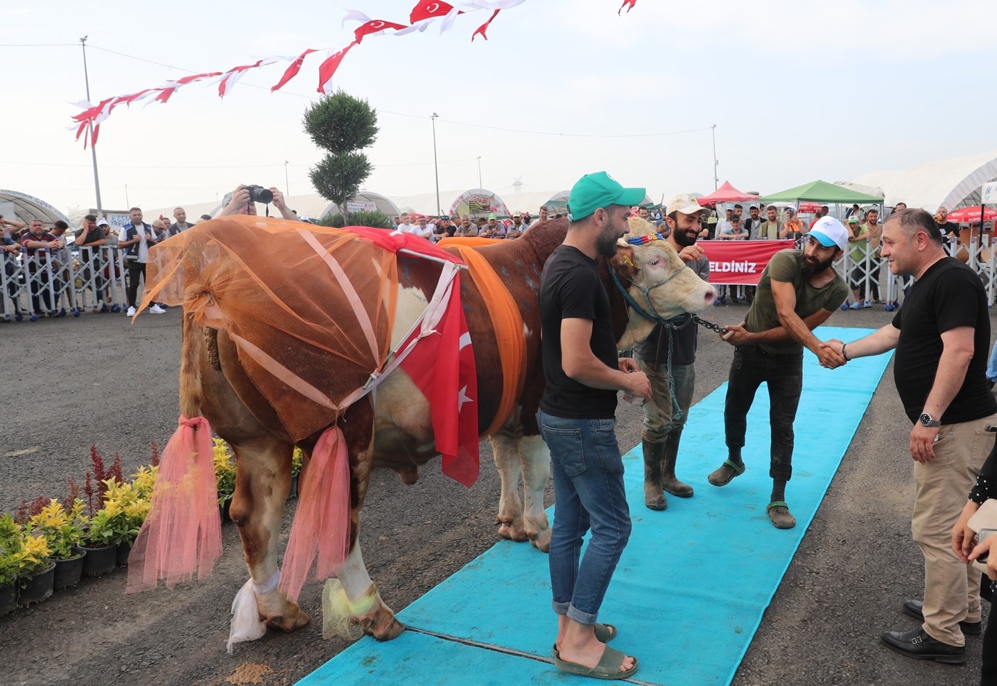 En Güzel Kurbanlık yarışması renkli görüntülere sahne oldu - Resim : 2