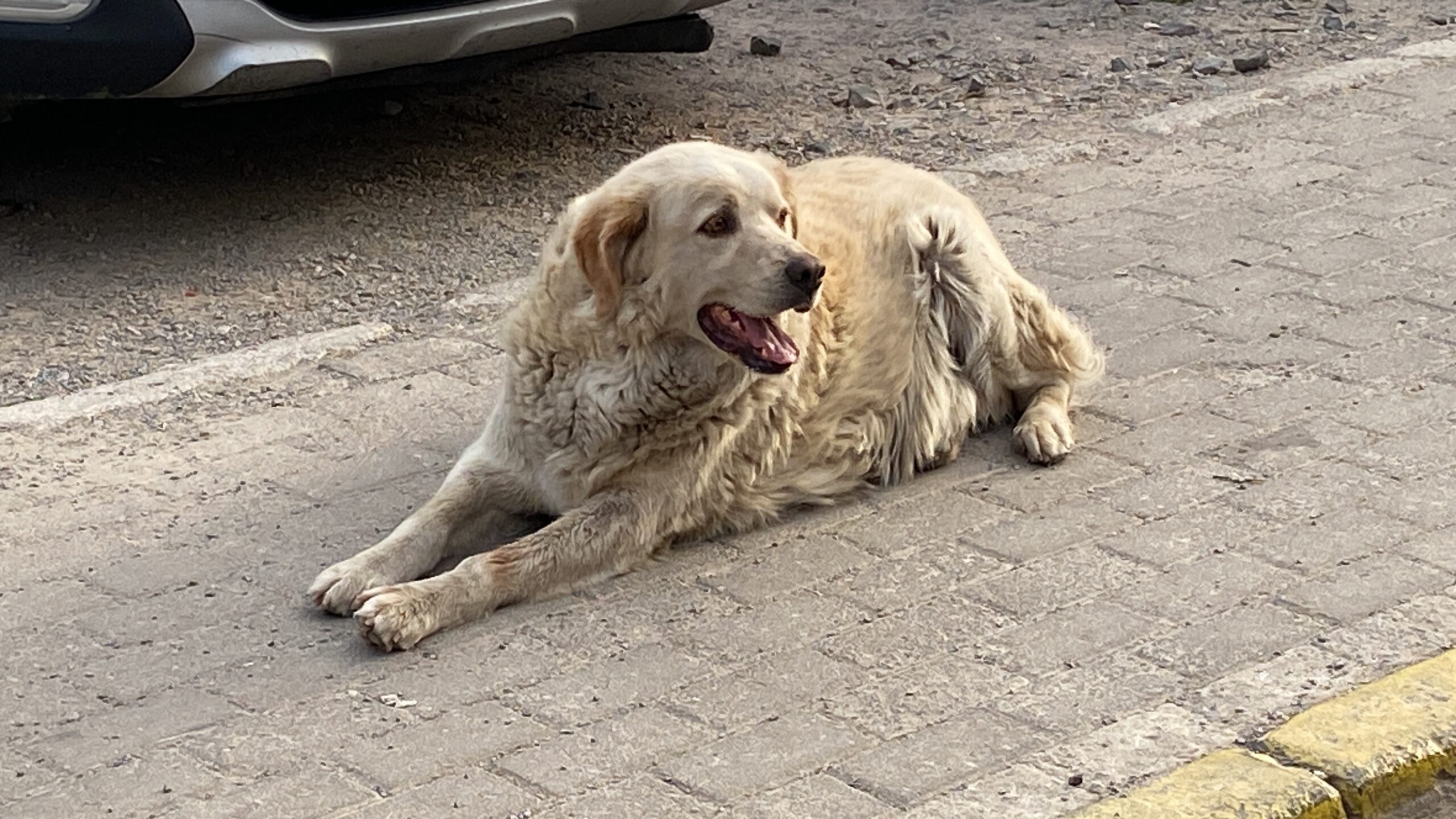 Köpeğe hızlanarak çarptı vatandaşı da ezecekti! - Resim : 2