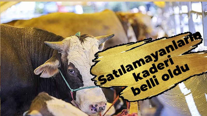 Satılamayan kurbanlıkların kaderi belli oldu!