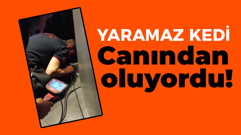 Yaramaz kedi canından oluyordu!