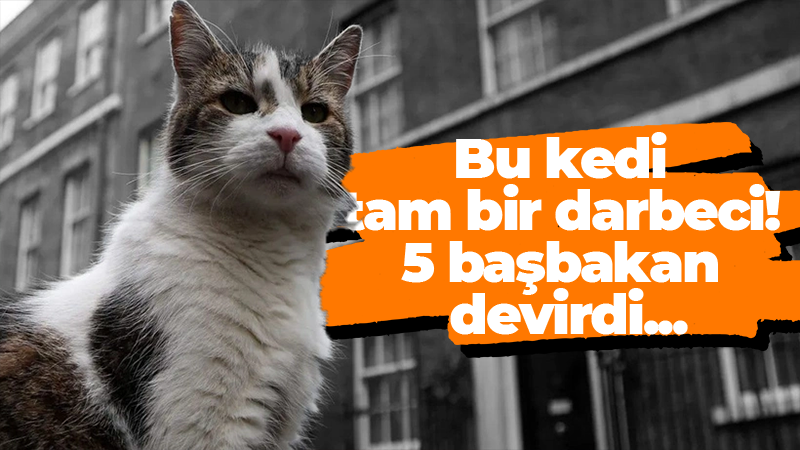 5 başbakan deviren kedi Larry