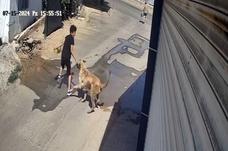 Sokak köpeğini beslemeye çalışırken ısırıldı - Resim : 2