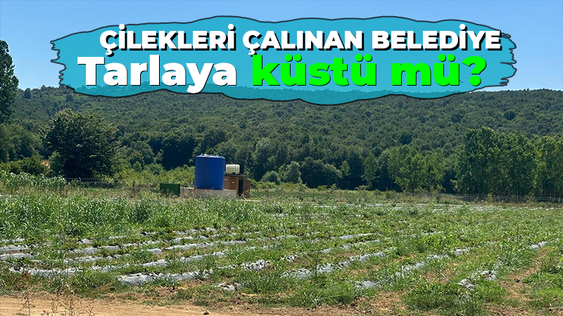 Çilekleri çalınan belediye tarlaya küstü mü?