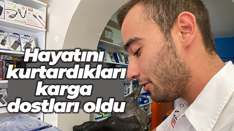 Hayatını  kurtardıkları karga dostları oldu