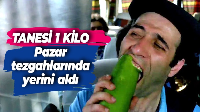 İri hıyar tezgahlarda! Tanesi 1 kilo