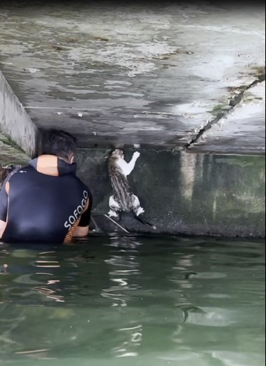 Balık adamlar mahsur kalan kedi için seferber oldu! - Resim : 2