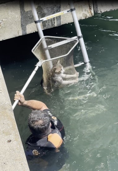 Balık adamlar mahsur kalan kedi için seferber oldu! - Resim : 1