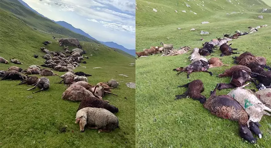 250 koyun telef oldu! Birden oldu kimse anlamadı