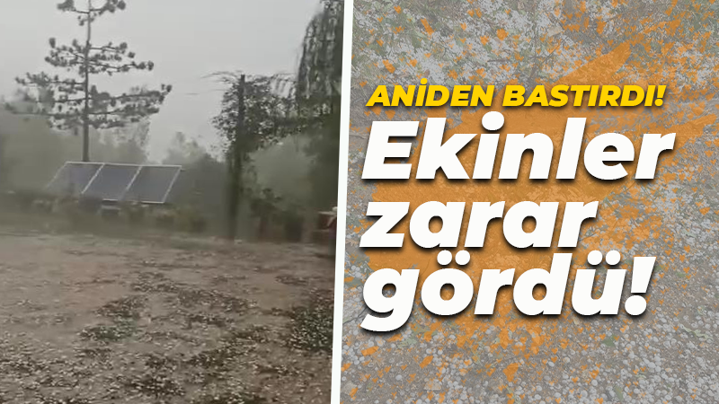 Aniden bastırdı! Ekinlere zarar verdi