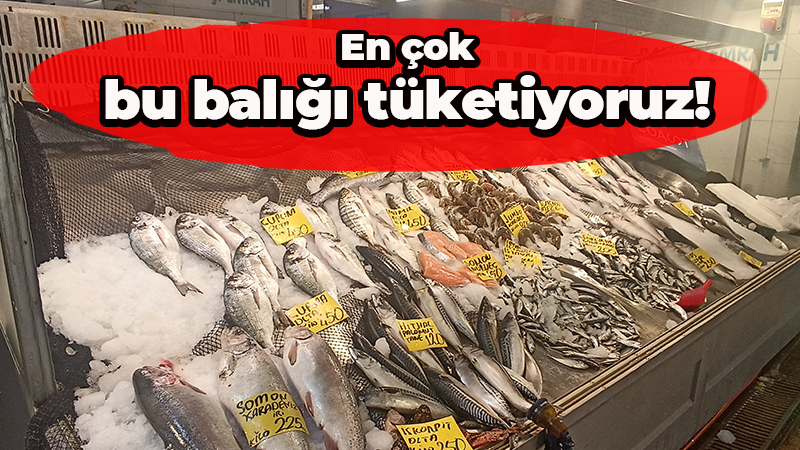 Kocaeli halkının balığa gösterdiği