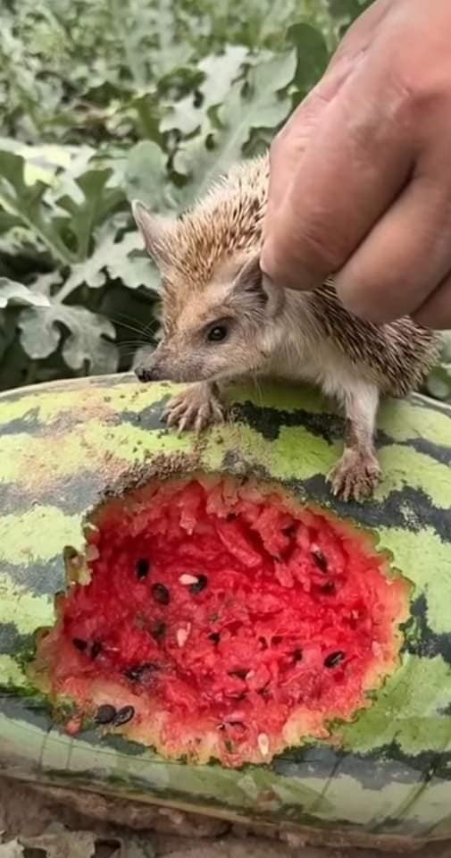 Günün fotoğrafı: Kandıra karpuzunu çok seven yavru kirpi yakalandı - Resim : 2