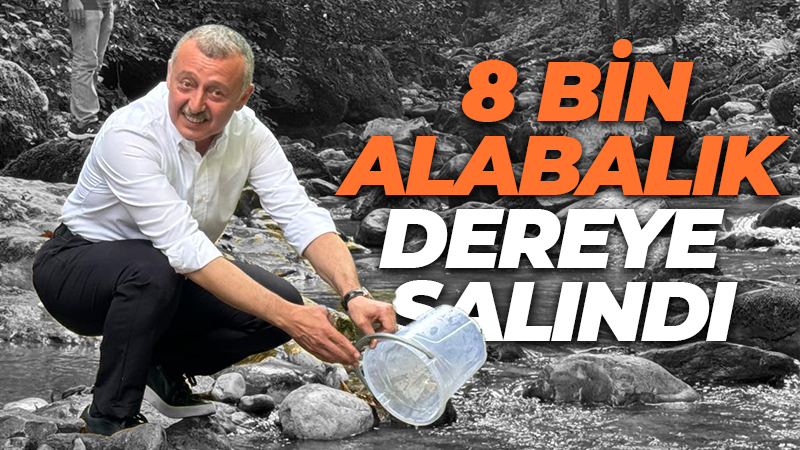 Bolu’da çoğaltılan 8 bin alabalık Servetiye’de dereye salındı