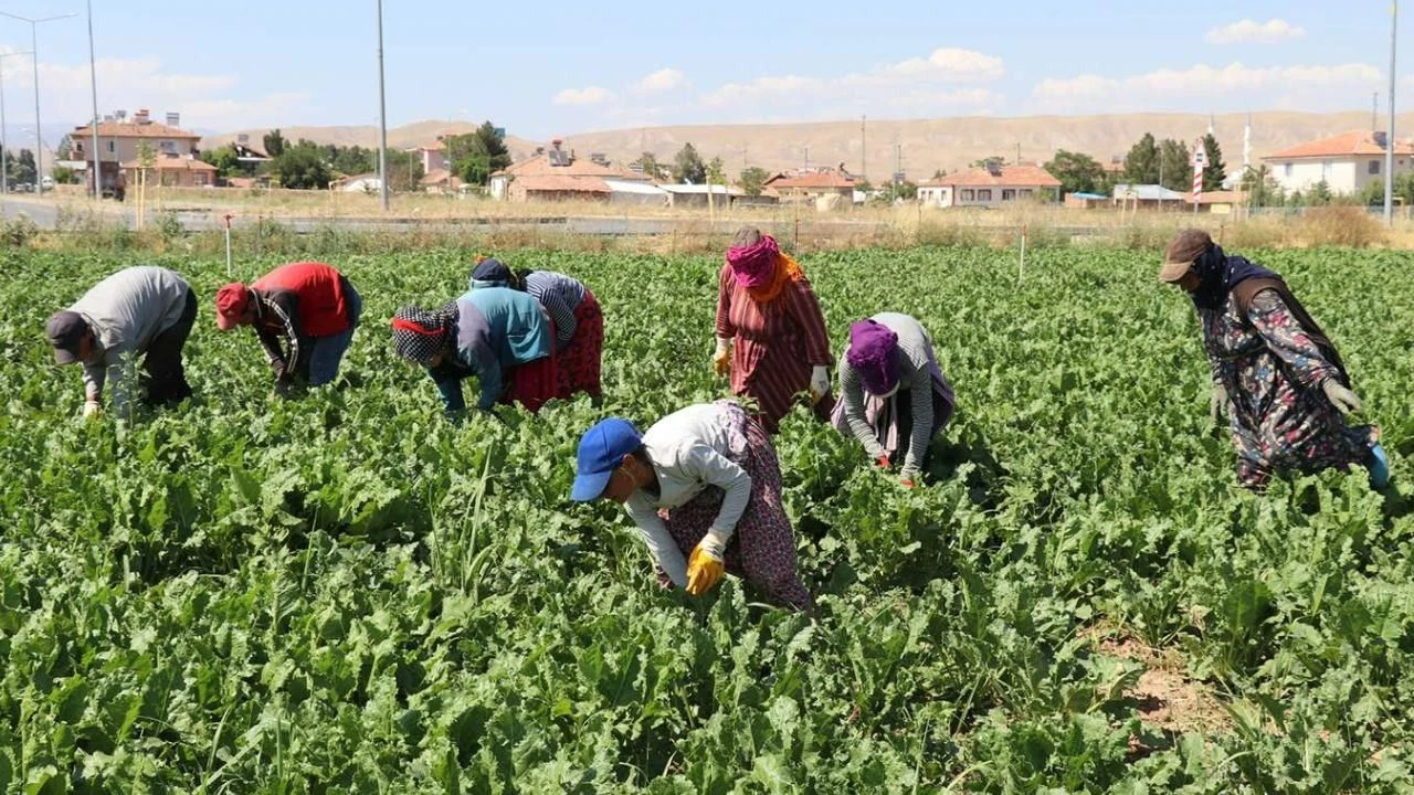 Erdoğan’dan tarım işçilerine yeni düzenleme! Yasak getirildi