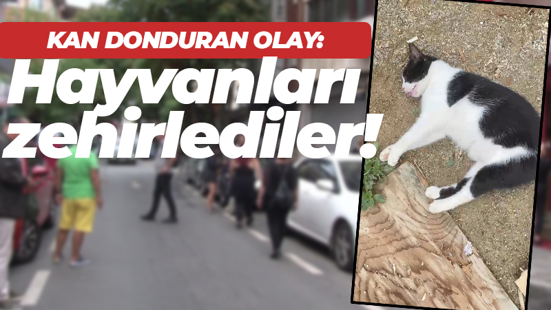 Kan donduran olay: Hayvanları zehirlediler!