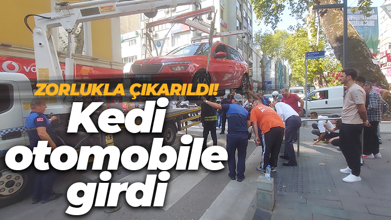 Kedi otomobile girdi: Zorlukla çıkarıldı!