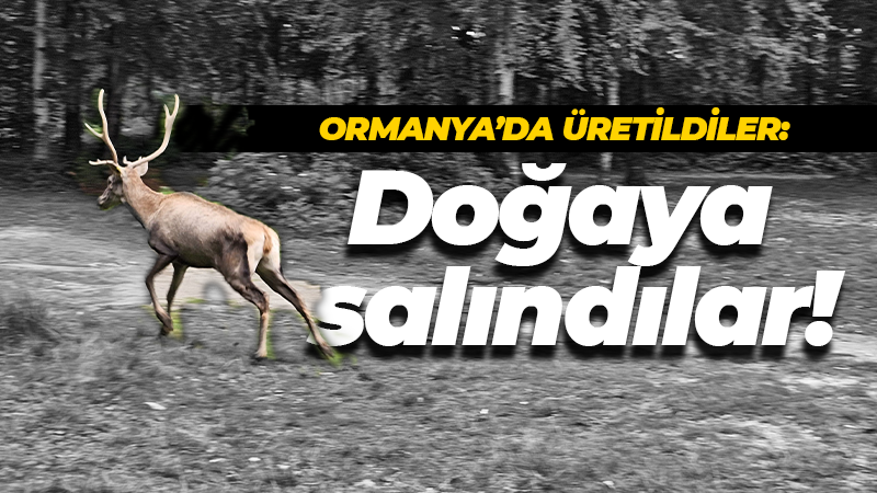 Kızıl geyikler habitatlarına salındı!