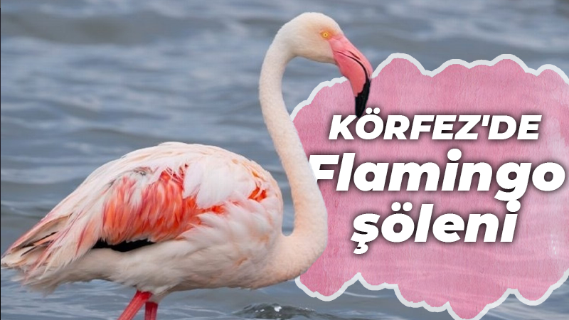 Körfez’de Flamingo şöleni