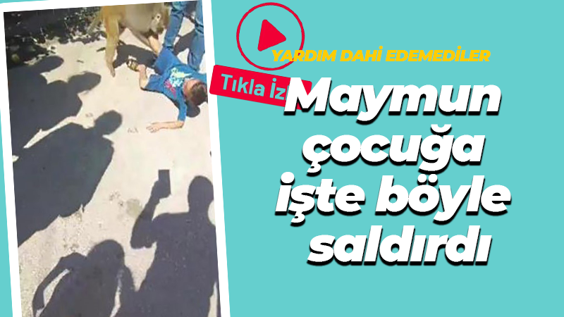 Adana’da maymun çocuğa işte böyle saldırdı